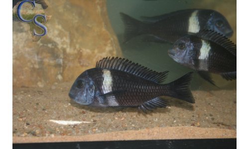 Tropheus duboisi (weiße binde)